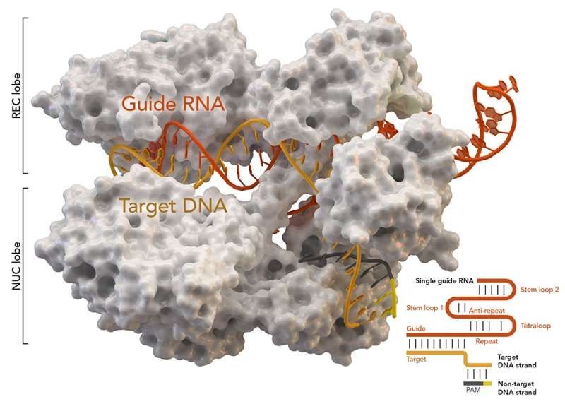 凯斯西储大学开发出化学方法结合CRISPR精准控制RNA变化