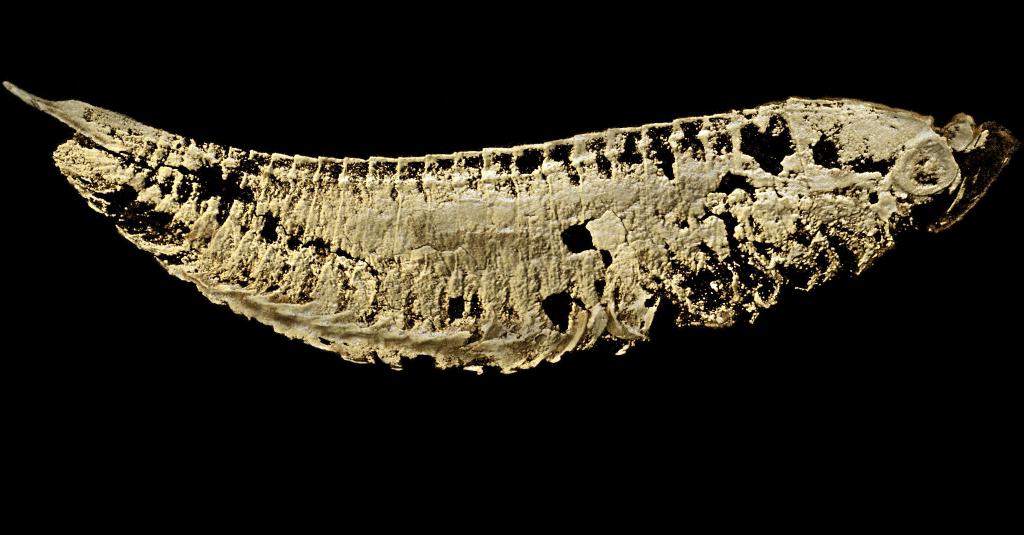 古生物学家重新修订5.2亿年前章氏麒麟虾面貌-中国科技网