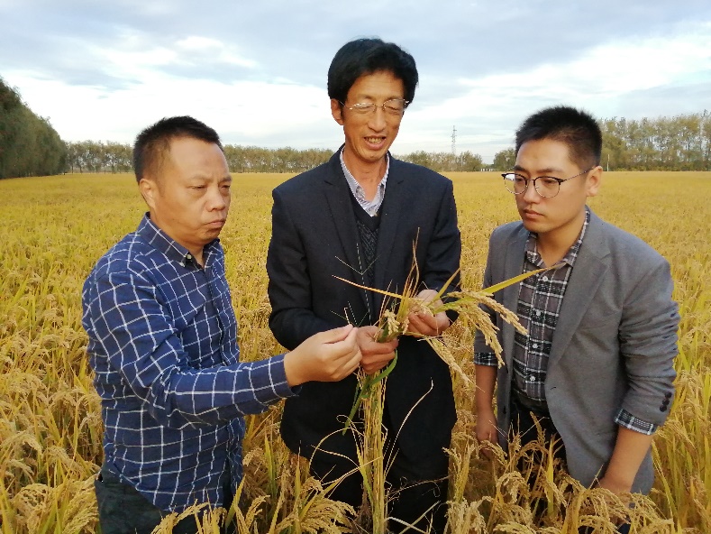 应用精准直播精确高产栽培技术 越南福涛有块扬大专家水稻高产高效“示范方”