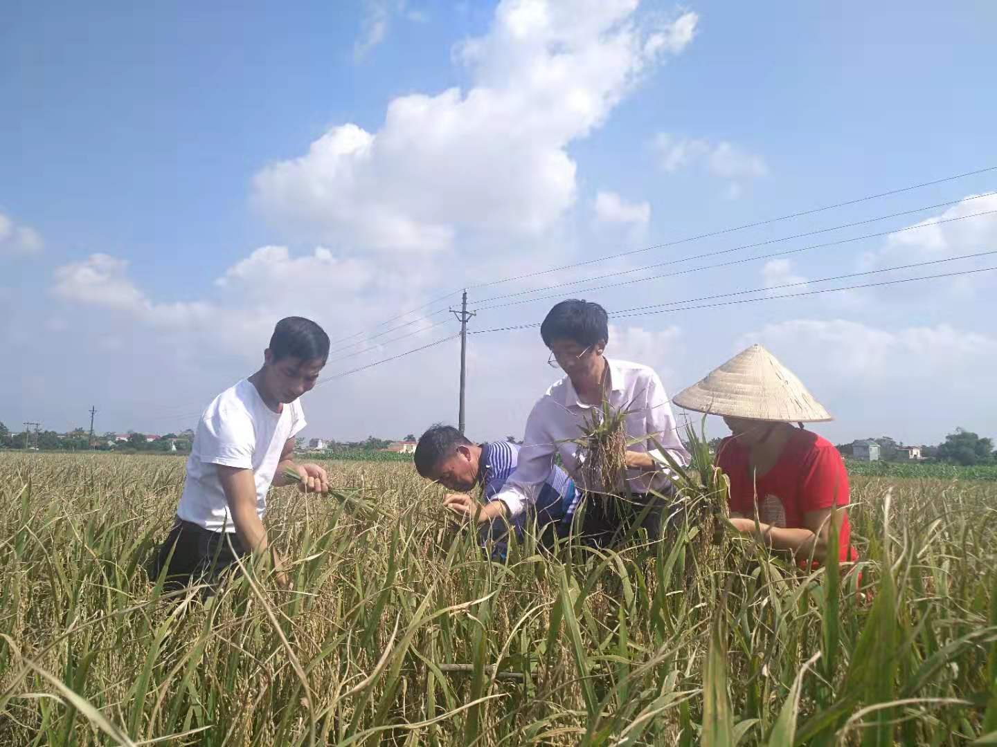 应用精准直播精确高产栽培技术 越南福涛有块扬大专家水稻高产高效“示范方”