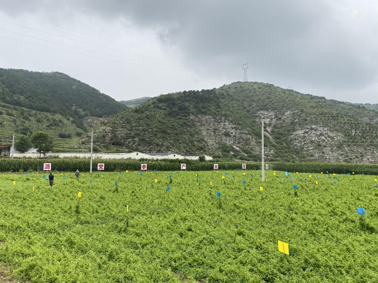 车厢沟党参种植基地(科技日报记者 摄)