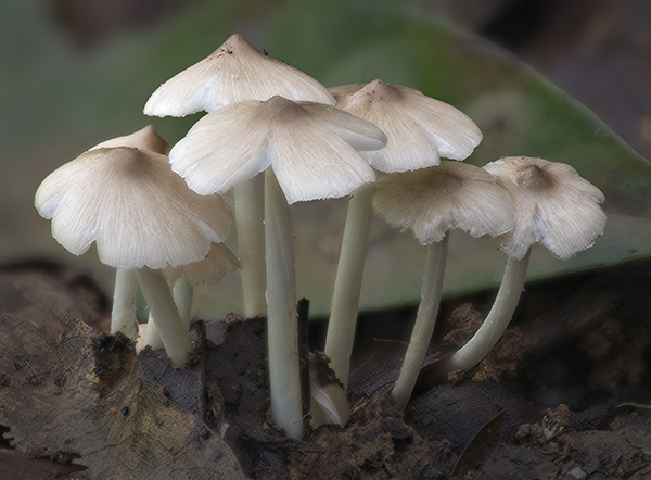 有毒无毒全球野生食用蘑菇科学清单发布