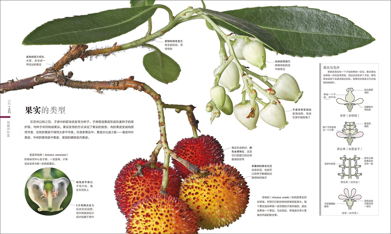 DK植物大百科》引进出版探索植物的秘密世界-中国科技网