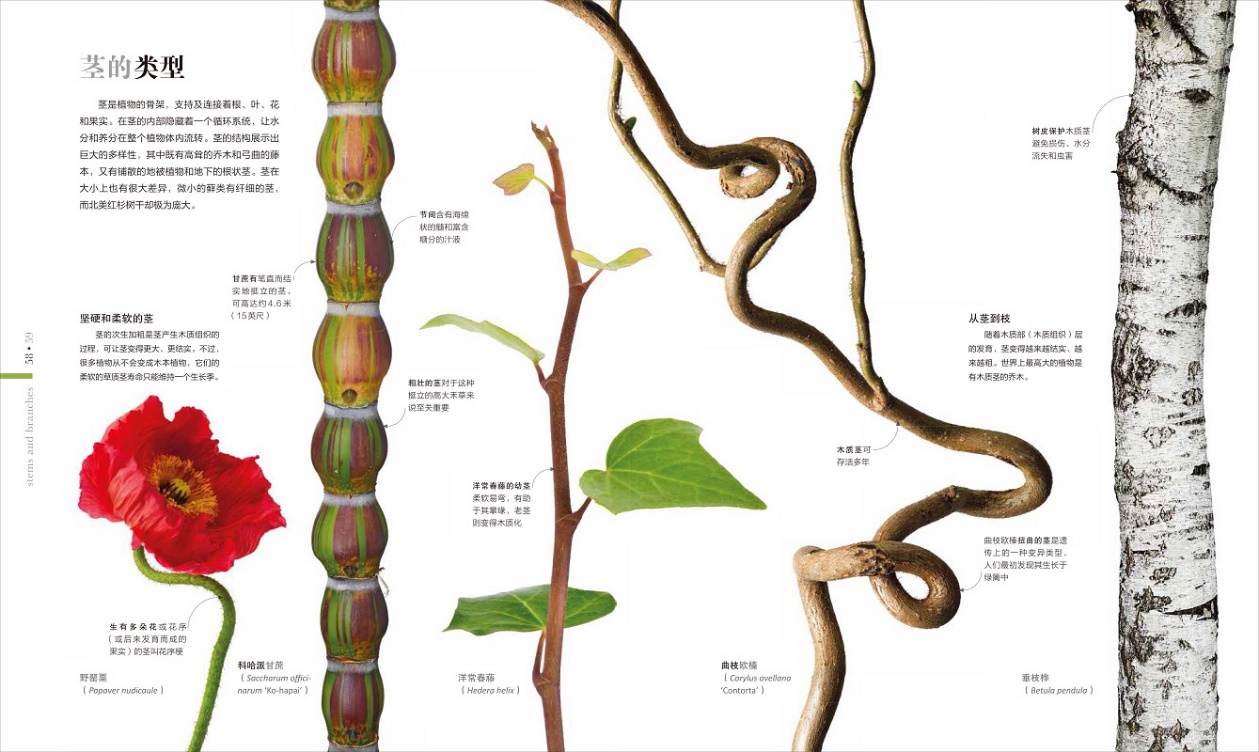 DK植物大百科》引进出版探索植物的秘密世界-中国科技网