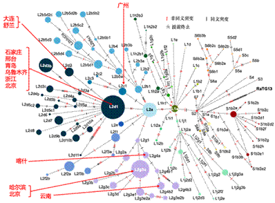 项研究囊括了目前出现的绝大多数新冠基因组变异,并整理了其谱系关系