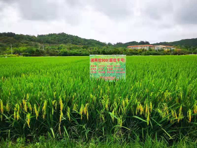 袁隆平团队:热带地区首次实现超级稻较大面积种植亩产超1000公斤