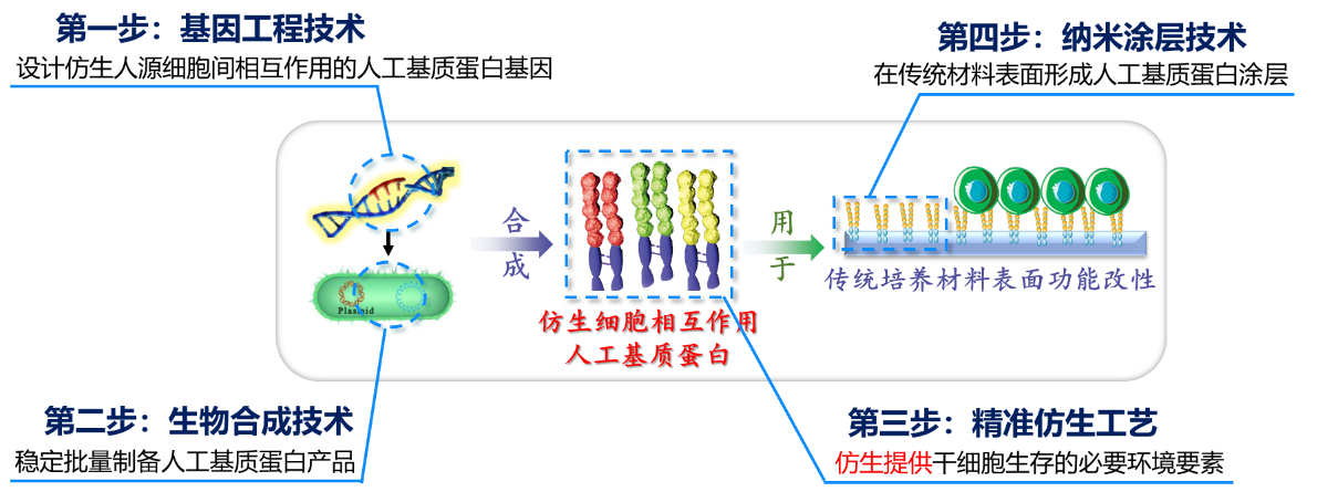 干细胞|仿生赋能系统为干细胞体外培养搭建新型“阳光房”