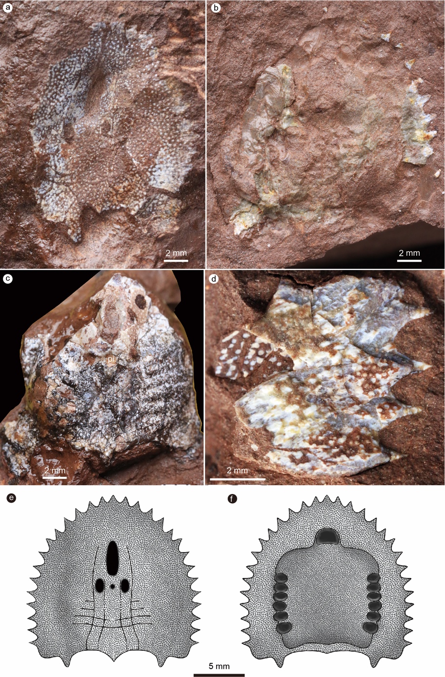 古代魚 化石 ② 白亜紀 1億3500万年〜1億8000万年前