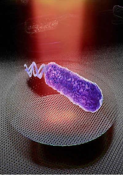 用石墨烯“聆听”细菌“配乐”，或可用于抗生素耐药性的快速检测 