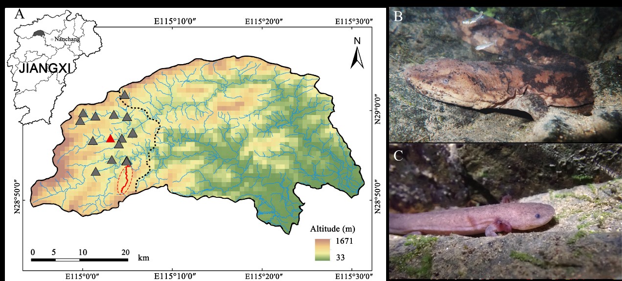 科学探索|科学家发现我国首个纯种江西大鲵野生种群