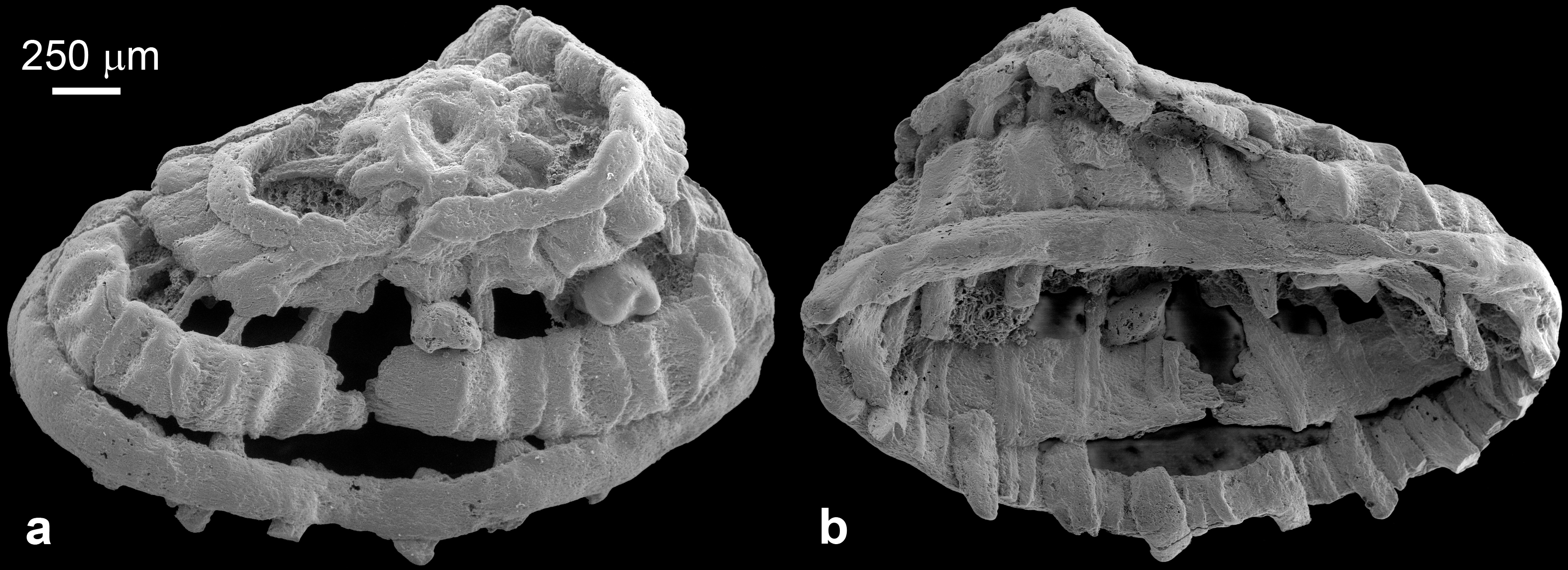 5.35亿年前“五环”状化石揭秘早期动物肌肉演化-中国科技网