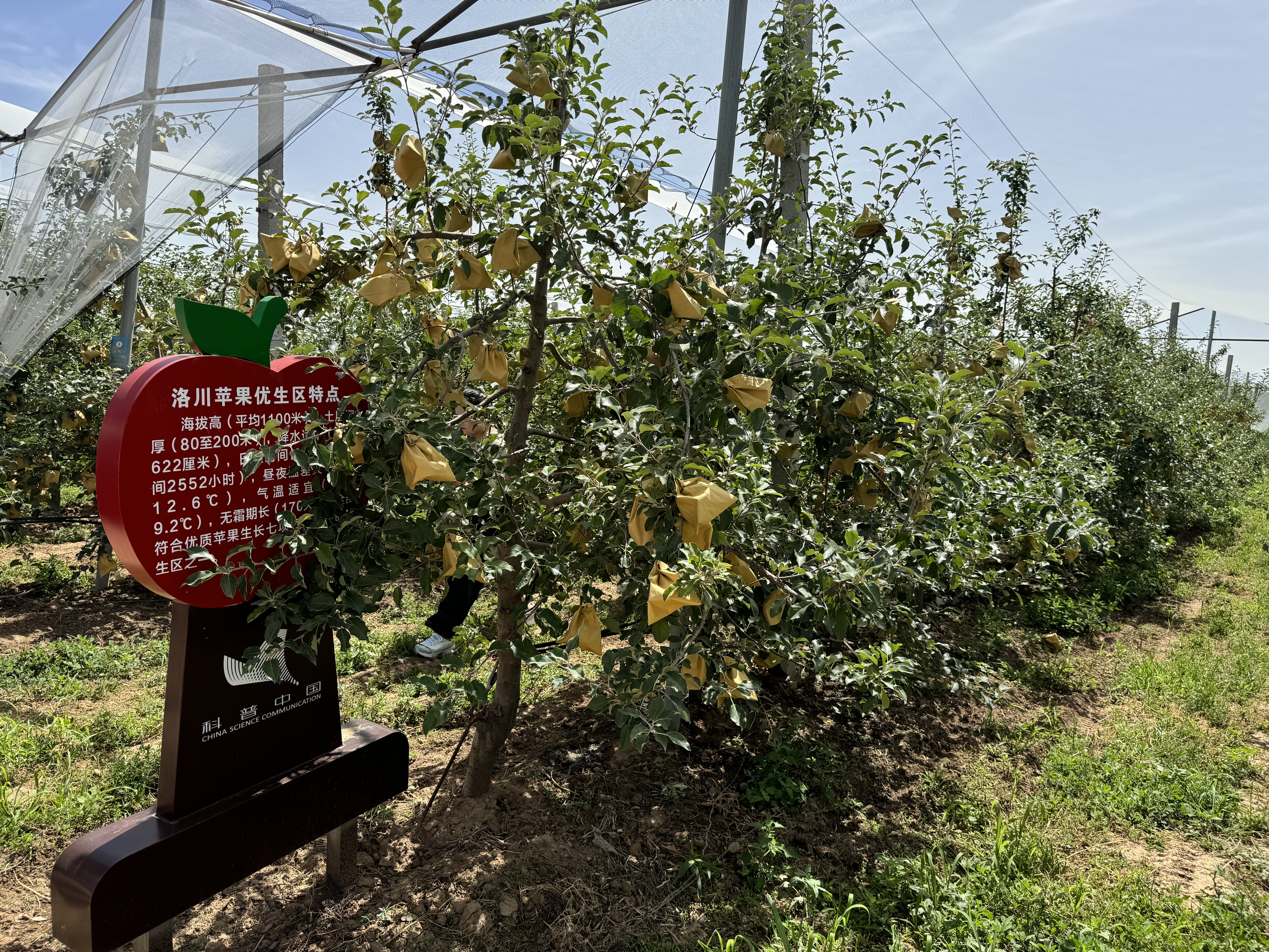 半岛(中国)体育·官方网站高质量发展调研行丨陕西洛川县：苹果“吃饱喝足长得壮”(图1)