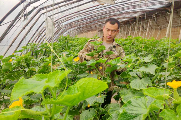 家在山西省长治市长子县的冯印印,父母长年经营的3亩蔬菜大棚,近期因