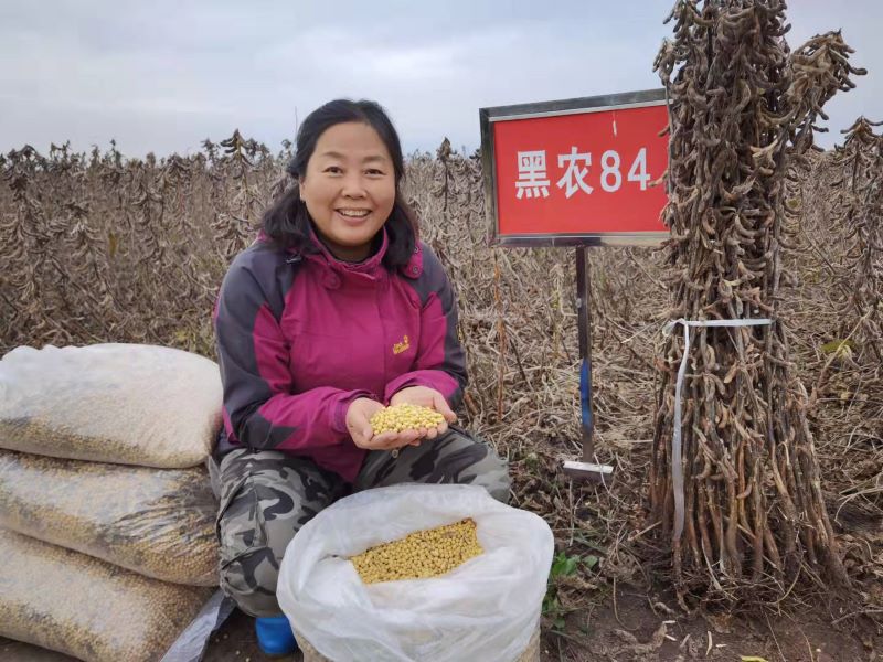 黑农86大豆品种图片